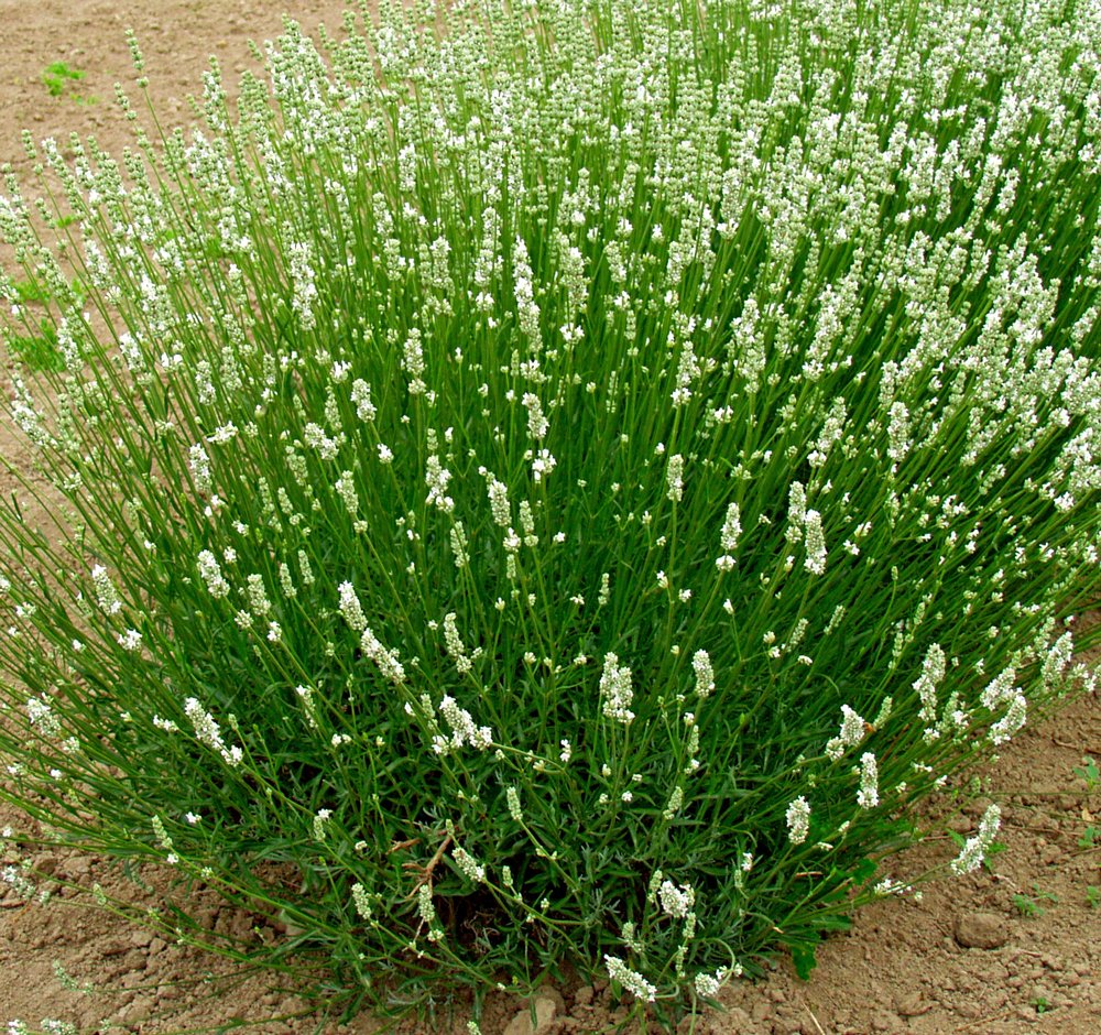 Amazon.com : L+ White Spike Lavender  4 Live Plants in 4" Pots  Pure  White Flowers  Fragrant, Bee-Friendly, Drought & Deer Resistant Perennial   Zones 59  Grown in Sequim,