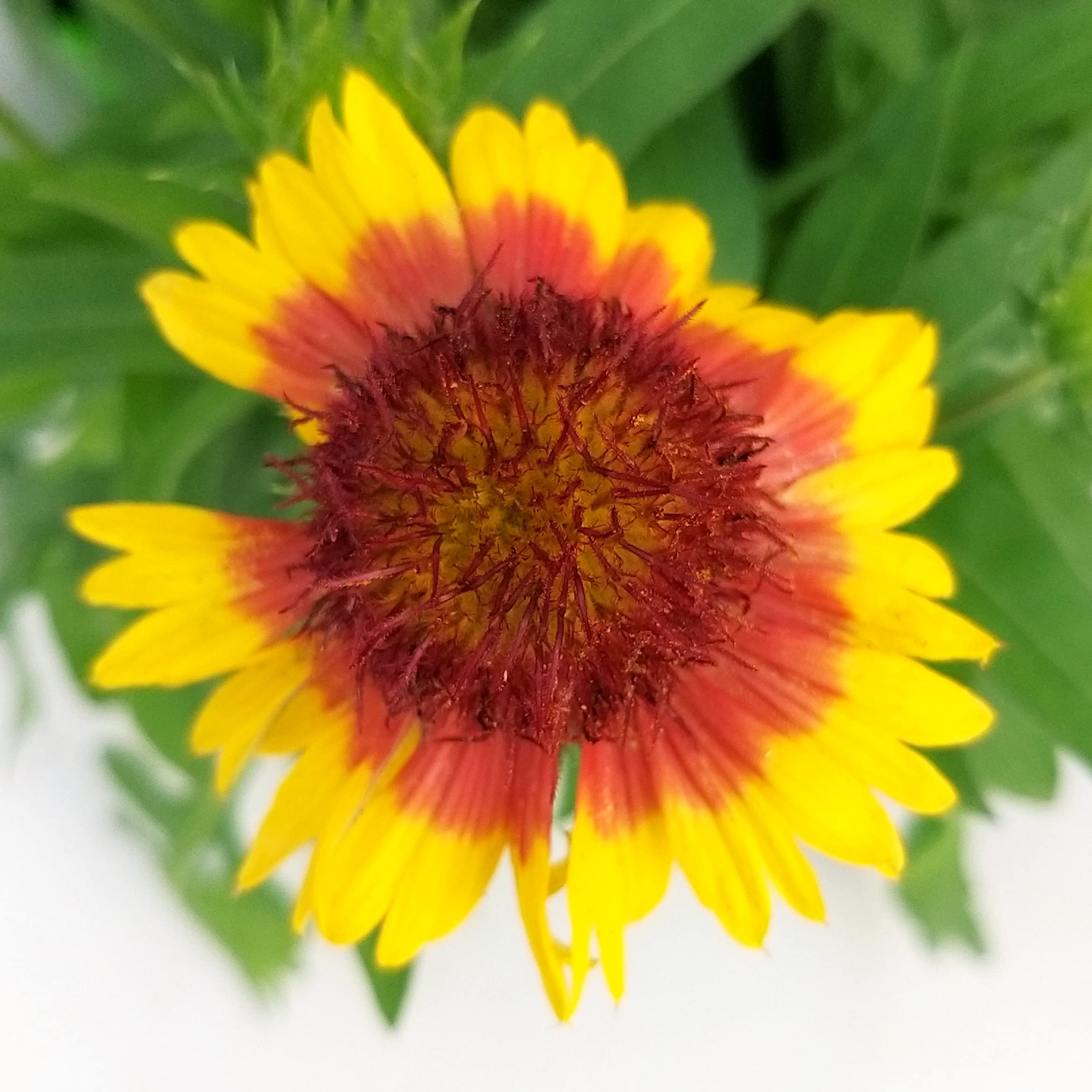 POWERS TO FLOWERS - GAILLARDIA, 2 PIANTE, Vaso 14cm, piante vere
