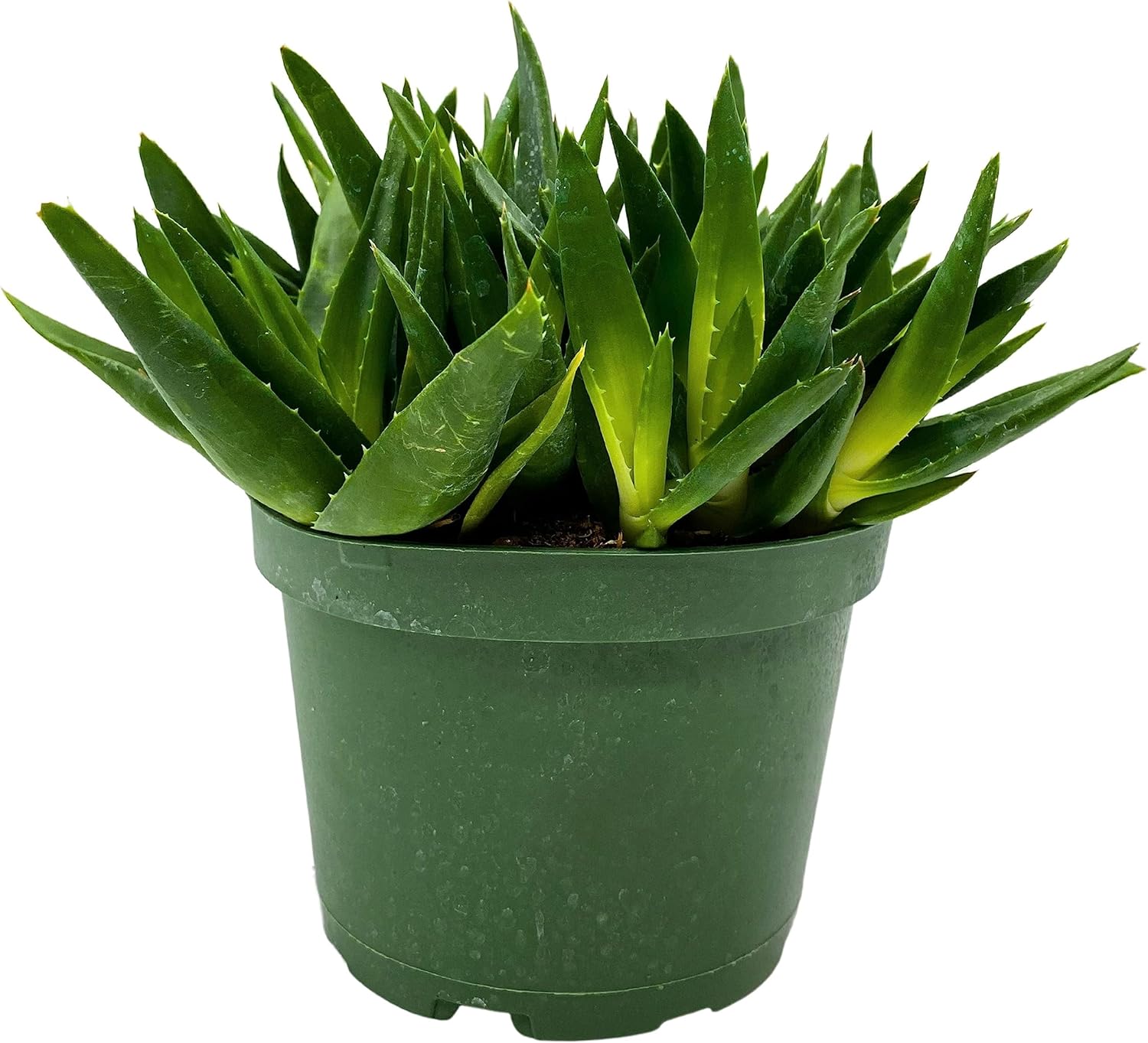 BubbleBlooms Aloe Black Gem in a 6 inch Pot