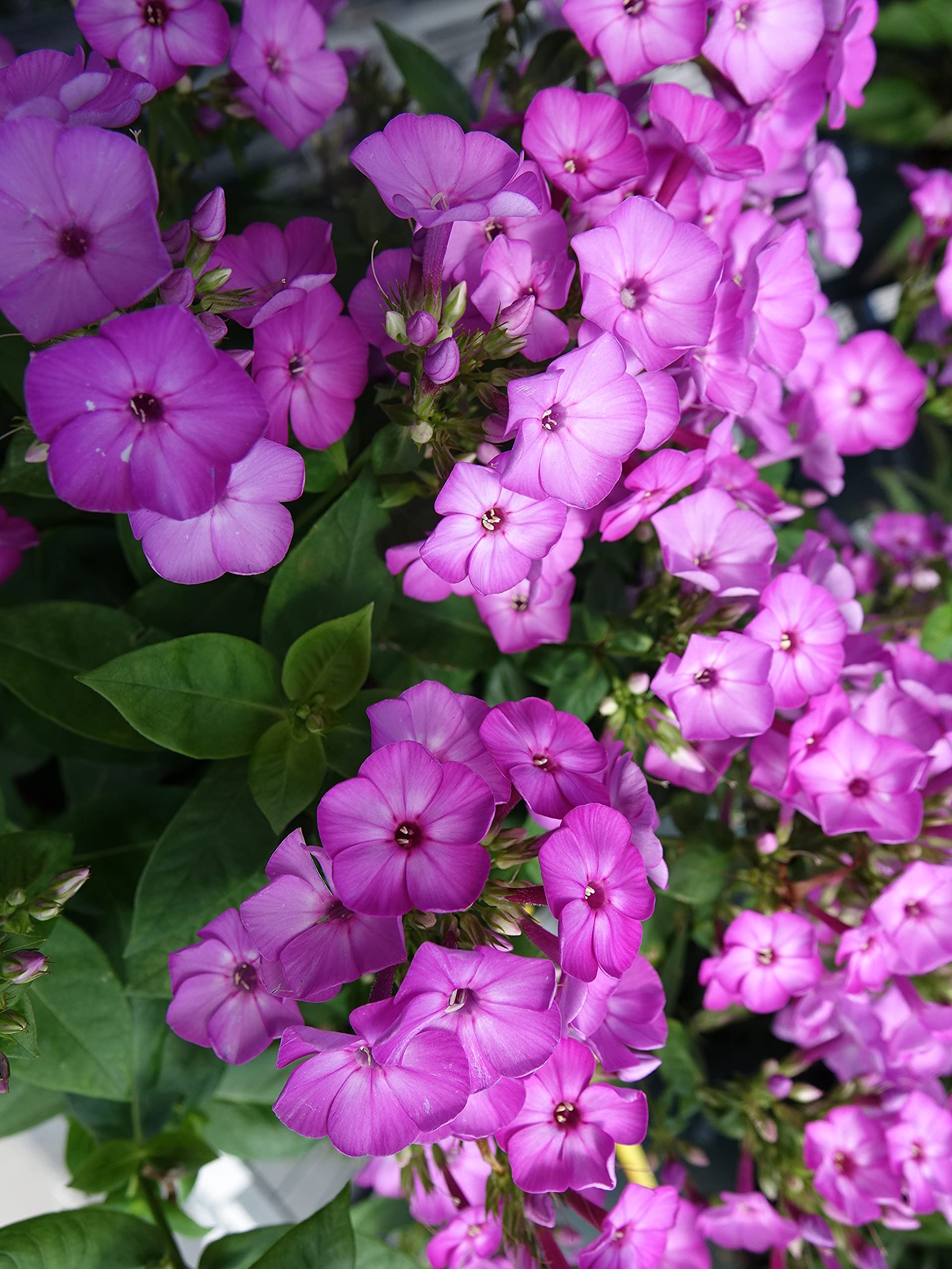Green Promise Farms Volcano Eye Phlox