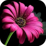 Beautiful Flowers! Roses, Orchids, Sunflowers, Daffodils, Daisies, Jasmines, Lilacs Pics and More! FREE Flower Pix App! Garden Plants Wallpaper, Nature Pictures to Relax! HD National Landscape Design Backgrounds & Live Wallpapers by Gardening Parks!