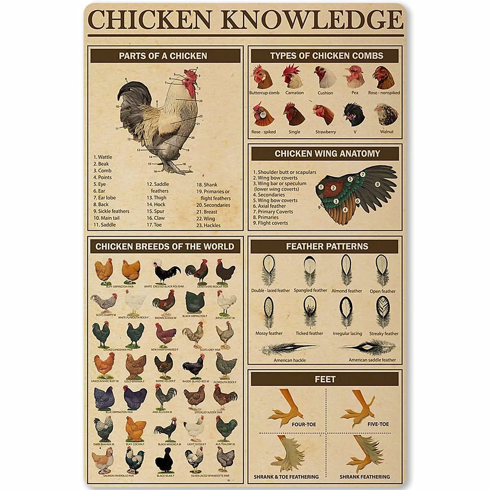 peiyeety QSHPO Chicken Knowledge Posters Parts Of A Chicken Science Guide Metal Signs Room Club Farm Decor Wall Decor Vintage Plaque 8"x12"