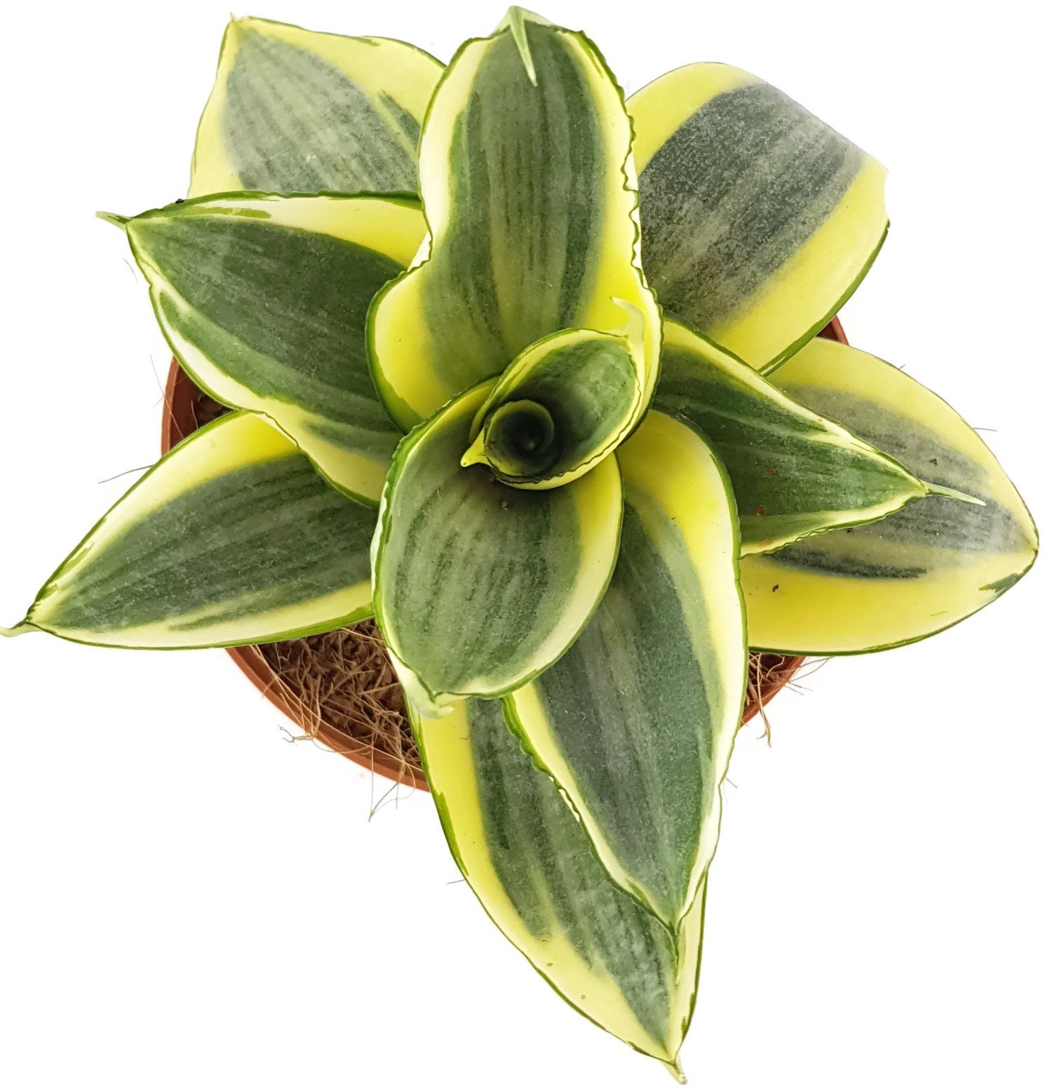 Sansevieria trifasciata 'Golden Hahnii', Zwergsorte des bekannten Bogenhanf  - sehr schne Sukkulente/Sanseverie - dekoratives Dickblatt - pflegeleichte  Zimmerpflanze : Amazon.de: Garten