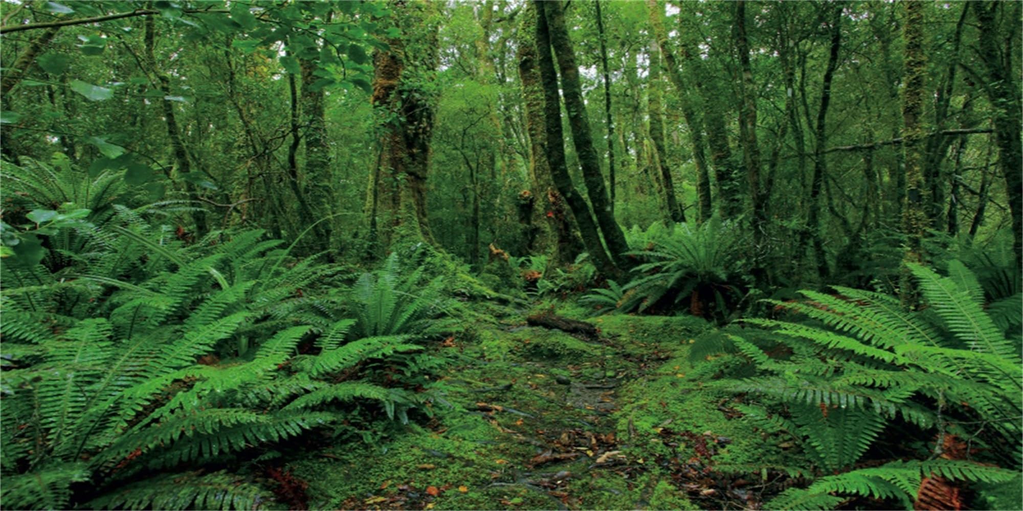 MIRRORANG 120x61cm Deep Rainforest Terrarium Background Tropical Plants Forest Aquarium Background Path Green Tree Reptile Habitat Background Durable Vinyl Background — image 1