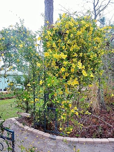 Miniatura 2 de Carolina Jasmine  Plantas de tamaño grande de 3 galones  Gelsemium Sempervirens Jessamine  Follaje de vid fragante floreciente