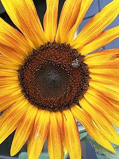 Hundredfold Autumn Beauty Mix Sunflower 30 Seeds - Non-GMO Multi-Branching Sunflower Excellent for Fall Display, Cut Flowers & Bee Gardens, Packed & Shipped in Canada