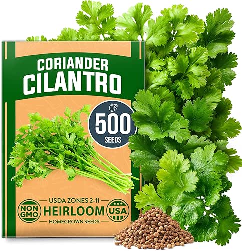 HOME GROWN Non GMO 500+ Cilantro Seeds for Planting Indoors