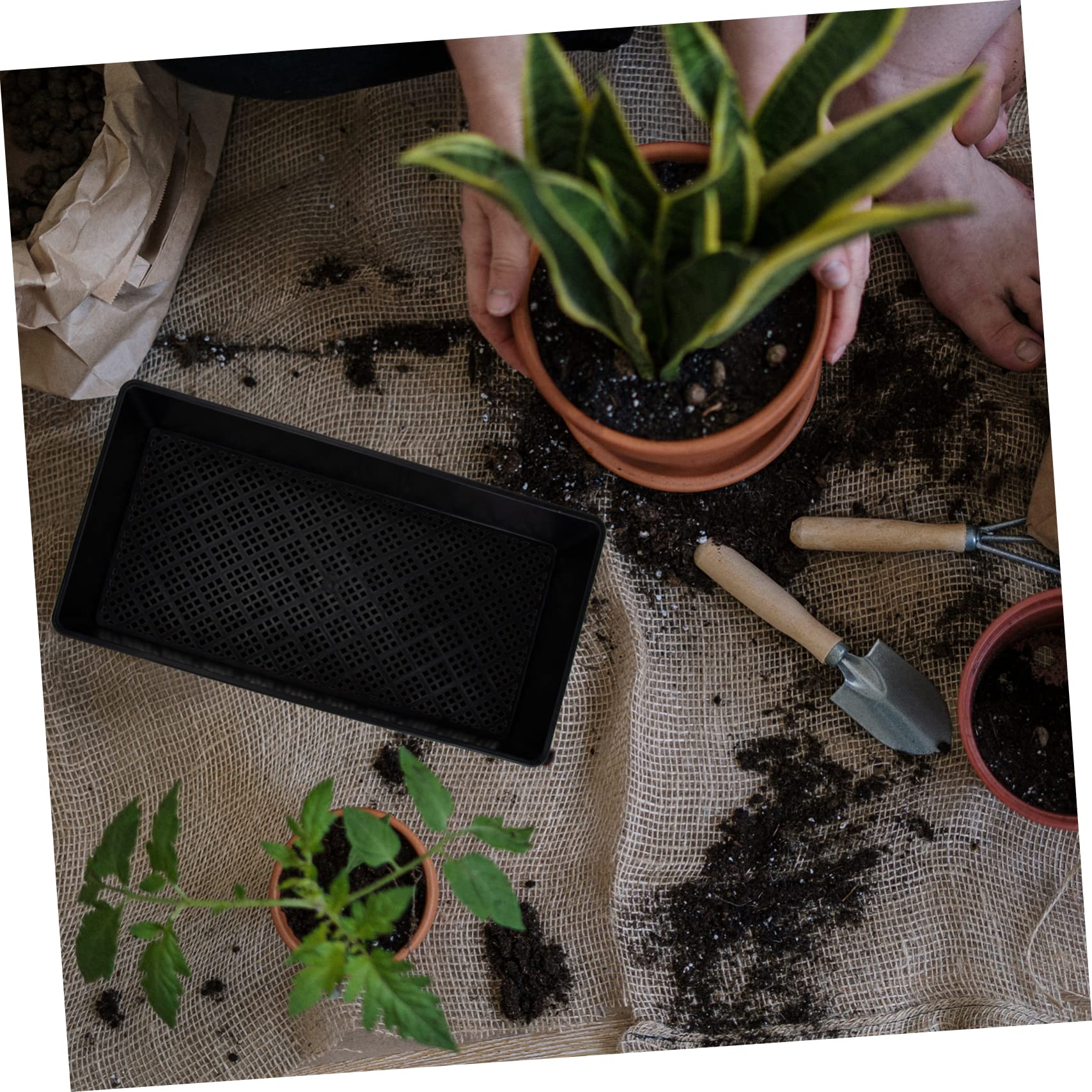 YARNOW 6pièces Plateau de Semis pour Plantes Plaque de Culture Plastique Plateau de Germination pour Micro-pousses