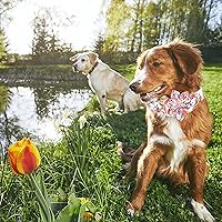 Vista 74 de Lionheart glory Collar de perro con bandera estadounidense, collar de flores para perro del 4 de julio, resistente y ajustable, collar patriótico