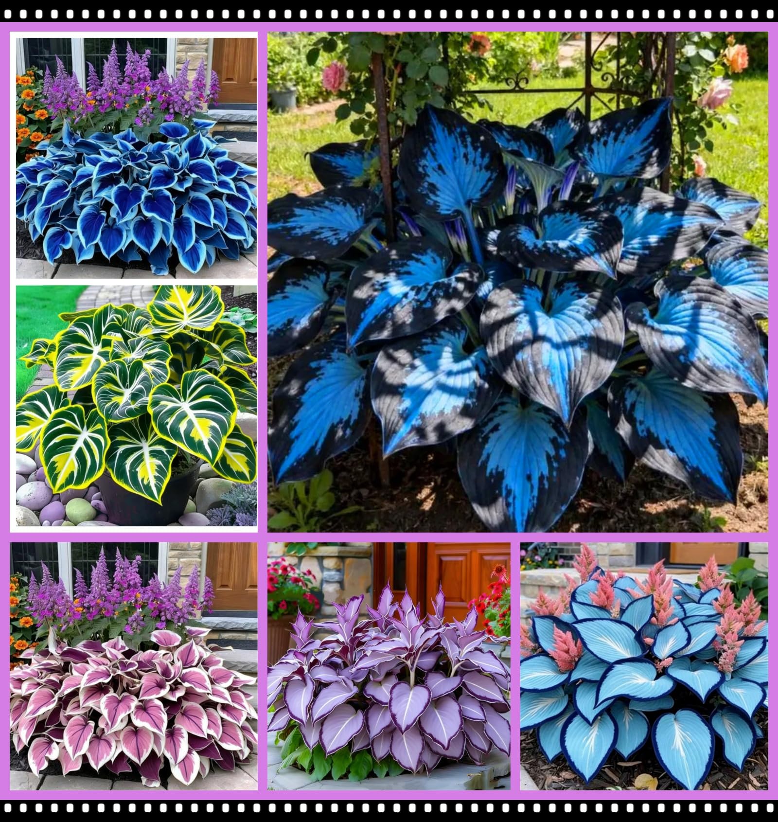 Midnight Blue Heart Hosta Bare Root | Shade-Loving, Cold-Hardy, and Easy to Cultivate, Ideal for Garden Borders and Potted Plants/Hardy Perennial, Excellent Display-15 hosta Bulbs-F