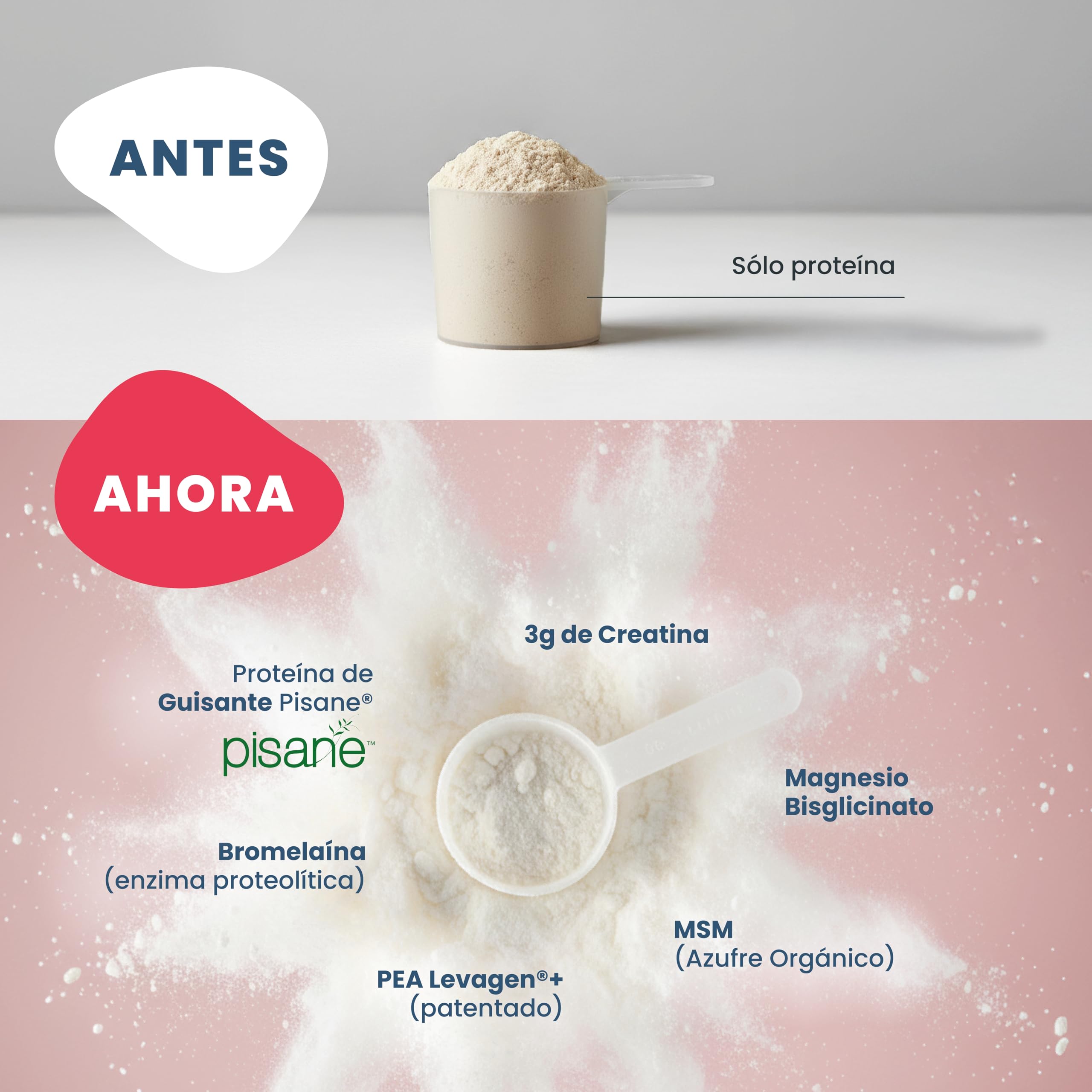 BETRUE SPORT Proteína Vegana | Con Creatina, Magnesio Bisglicinato, PEA, MSM y Bromelaína | Rendimiento físico y Recuperador Muscular | Sin Lactosa, Sin Azúcar, Vegana | 400 g