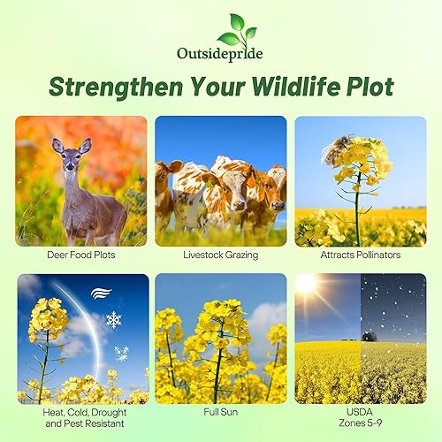 Miniatura 2 de Outsidepride 5 lb. Brassica Trophy Semilla de colza de forraje para parcelas de alimentos y cultivos de cobertura