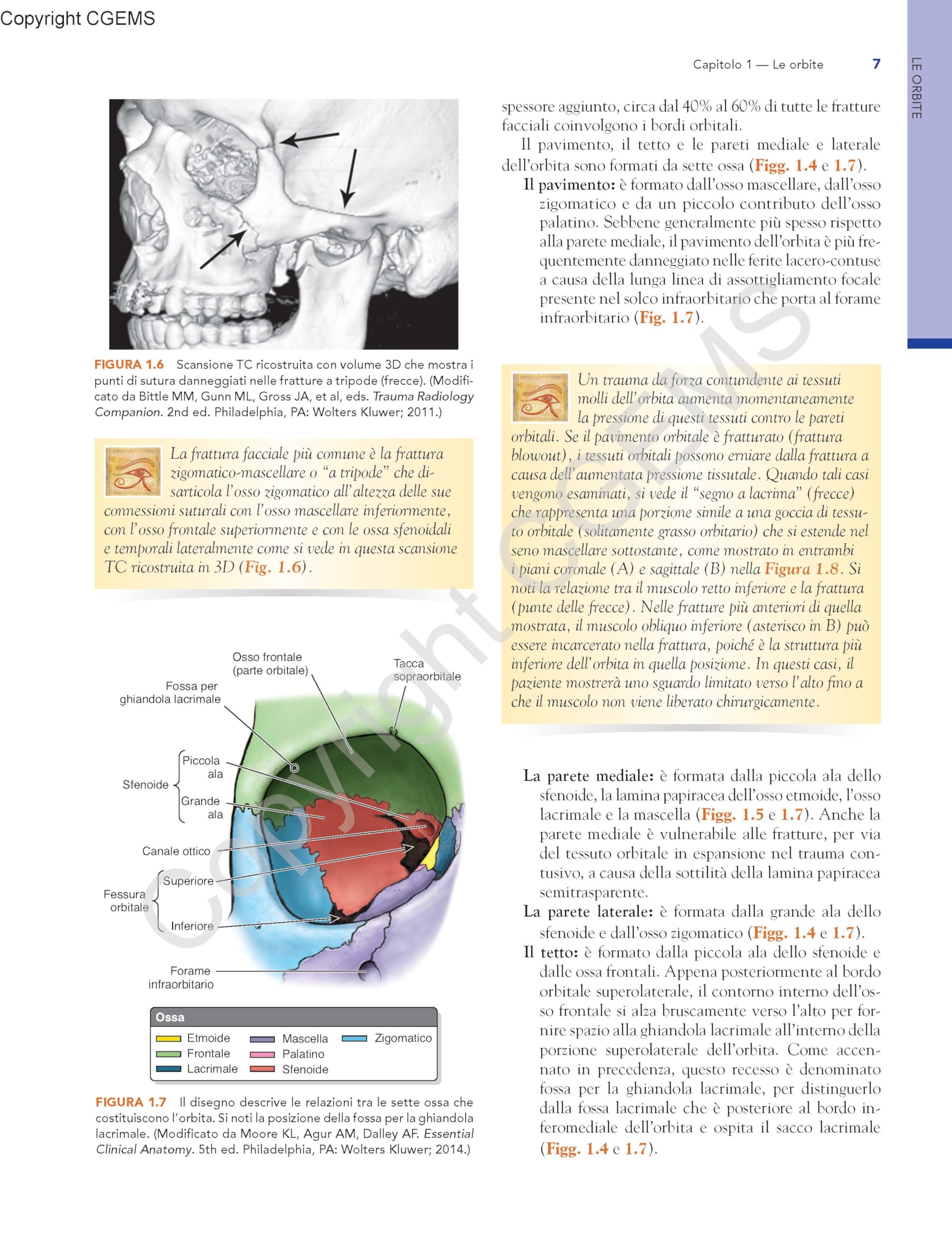Anatomia dell'occhio e dell'orbita. Fondamenti clinici