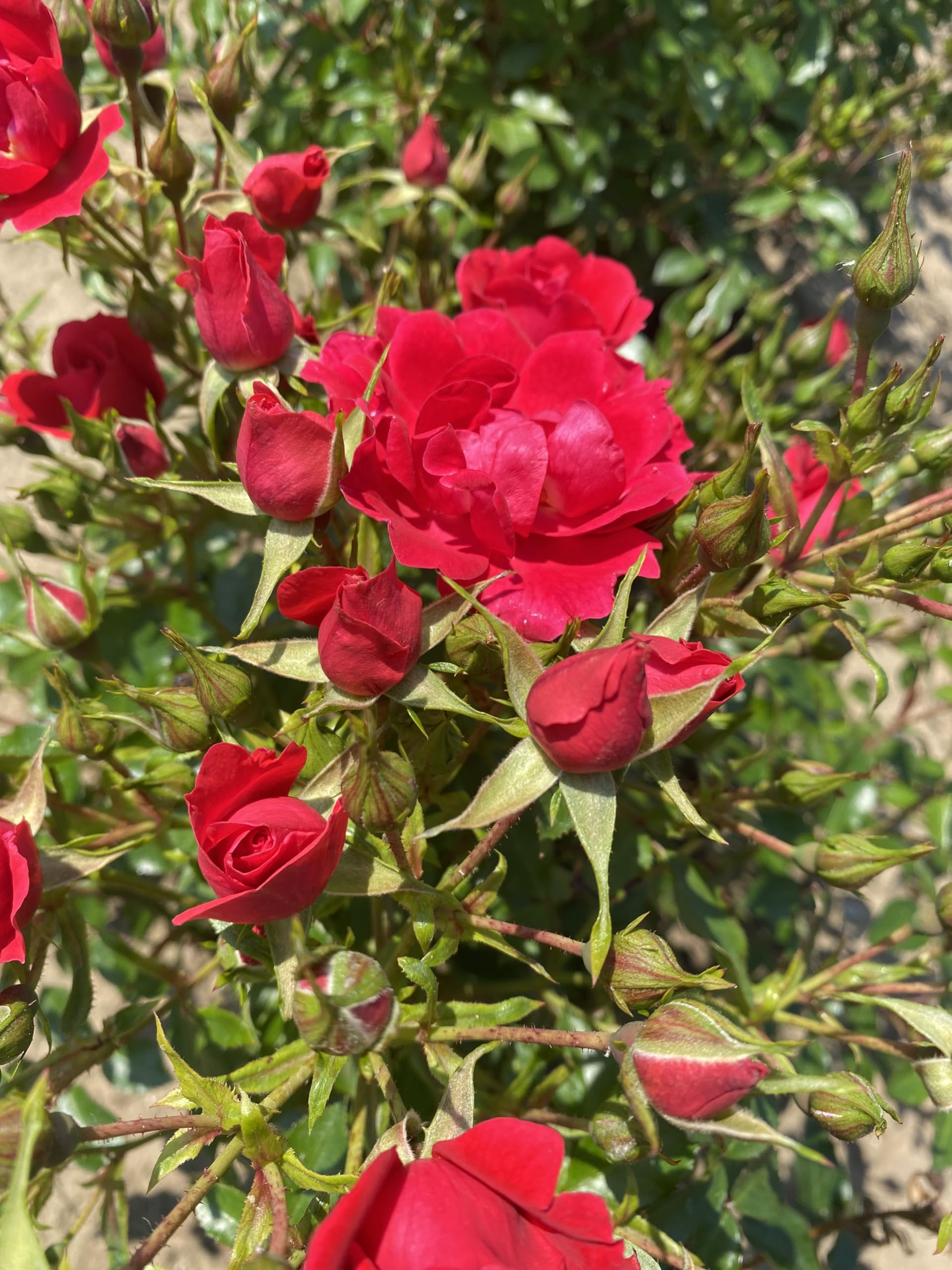 ‘Heather’ Red Rose - 4L Potted - Lovely Gift idea