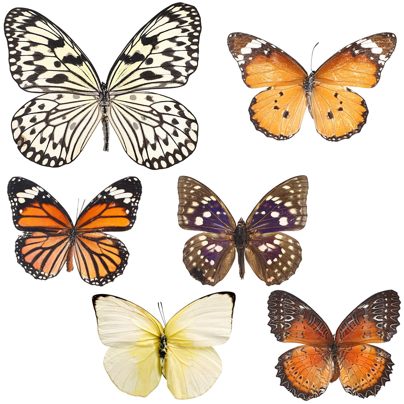 Set 6 Farfalle Naturali Specimen Decorativi per Casa, Accessori Scientifici e Oggetti Decorativi la Parete, Idee Regalo e Educazione Scientifica