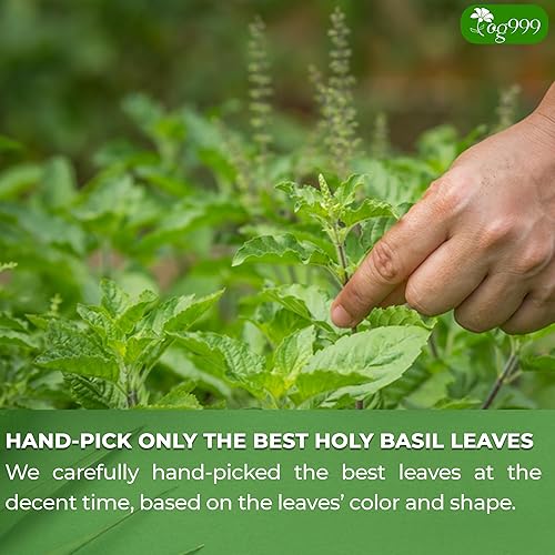 Vista 6 de TOG999, 120 bolsas de té de hoja de albahaca sagrada premium, 100% naturales y puras hojas de albahaca santa. Té de hierbas de albahaca sagrada. Sin