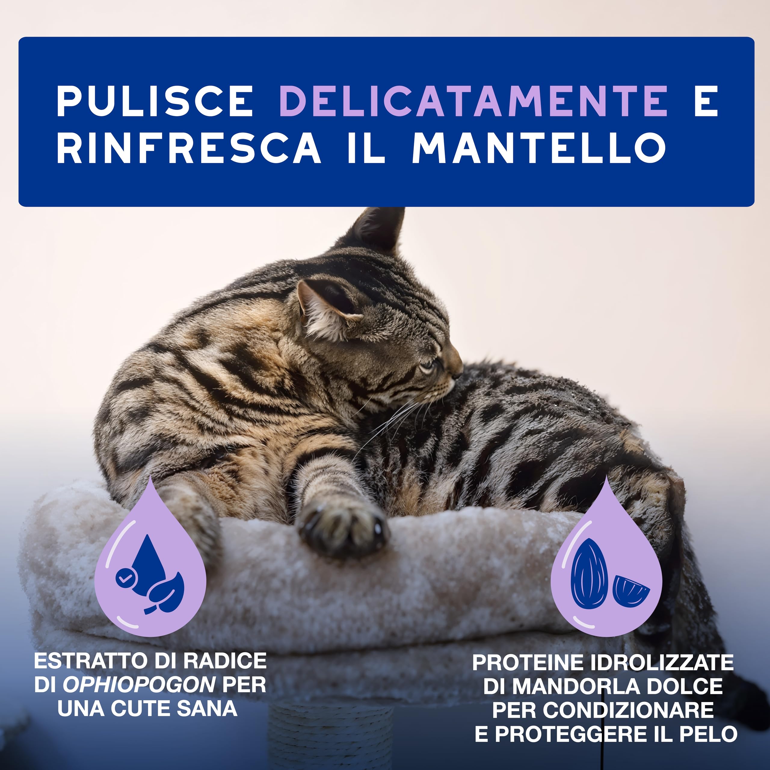 DOUXO® Skin & Coat SPA - Mousse Detergente Delicata Senza Risciacquo per Gatti, Ultra-Safe, 150 ml. Pulisce e rinfresca in modo sicuro il manto, lasciandolo morbido, luminoso e profumato