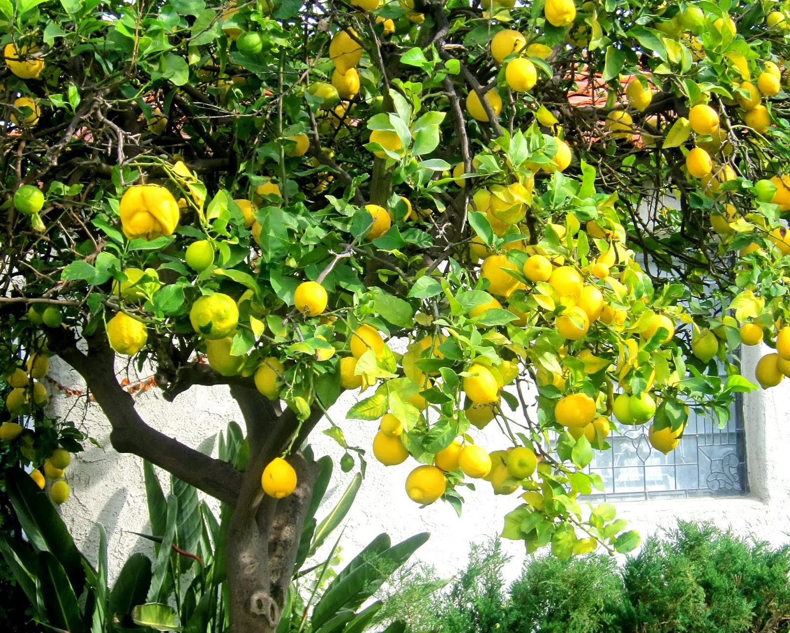 See full amazon price history chart for CosaCentrum Lemon Fruit Plant for Garden Live with Black Plastic Pot CosaCentrum Lemon Fruit Plant for Garden Live with Black Plastic Pot (B0BM9MJJXF) Amazon Price History, Amazon Price Tracker