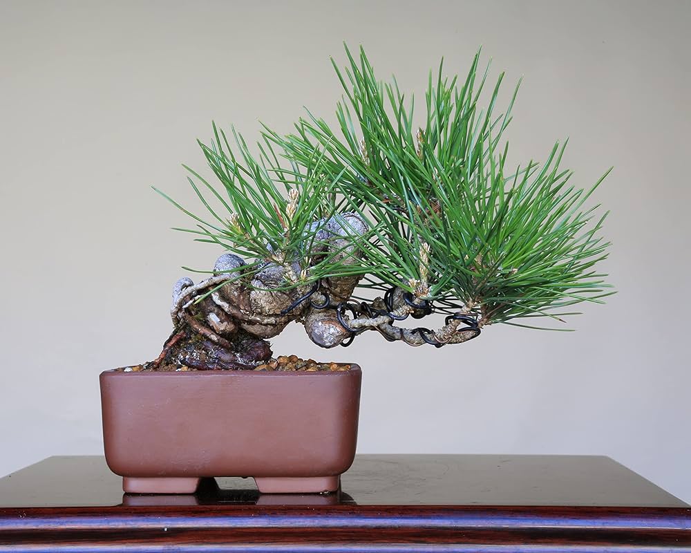 Amazon.co.jp: 『黒松』 懸崖づくり小品盆栽 【泰寿園 Online】 : DIY