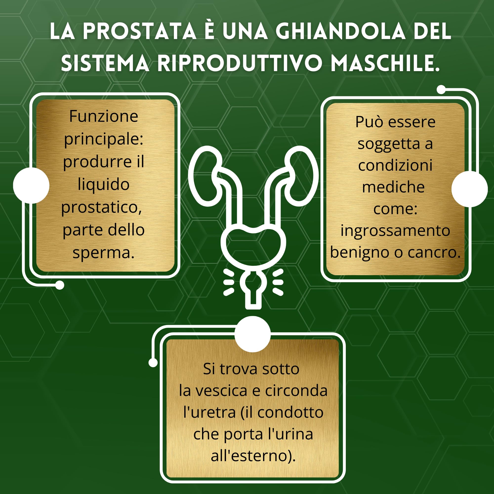 Serenoa Repens 660mg Saw Palmetto 180cps | Integratore Prostata Uomo con Estratto di Epilobio, Ortica e Pygeum per il Supporto delle Vie Urinarie Uomo