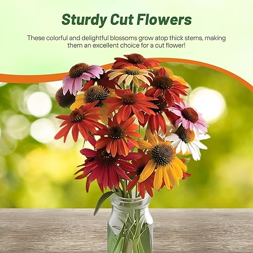 Miniatura 5 de Outsidepride Cheyenne Spirit Semillas de equinácea equinácea  10 piezas de semillas perennes, tolerantes a la sequía, mezcla de semillas de