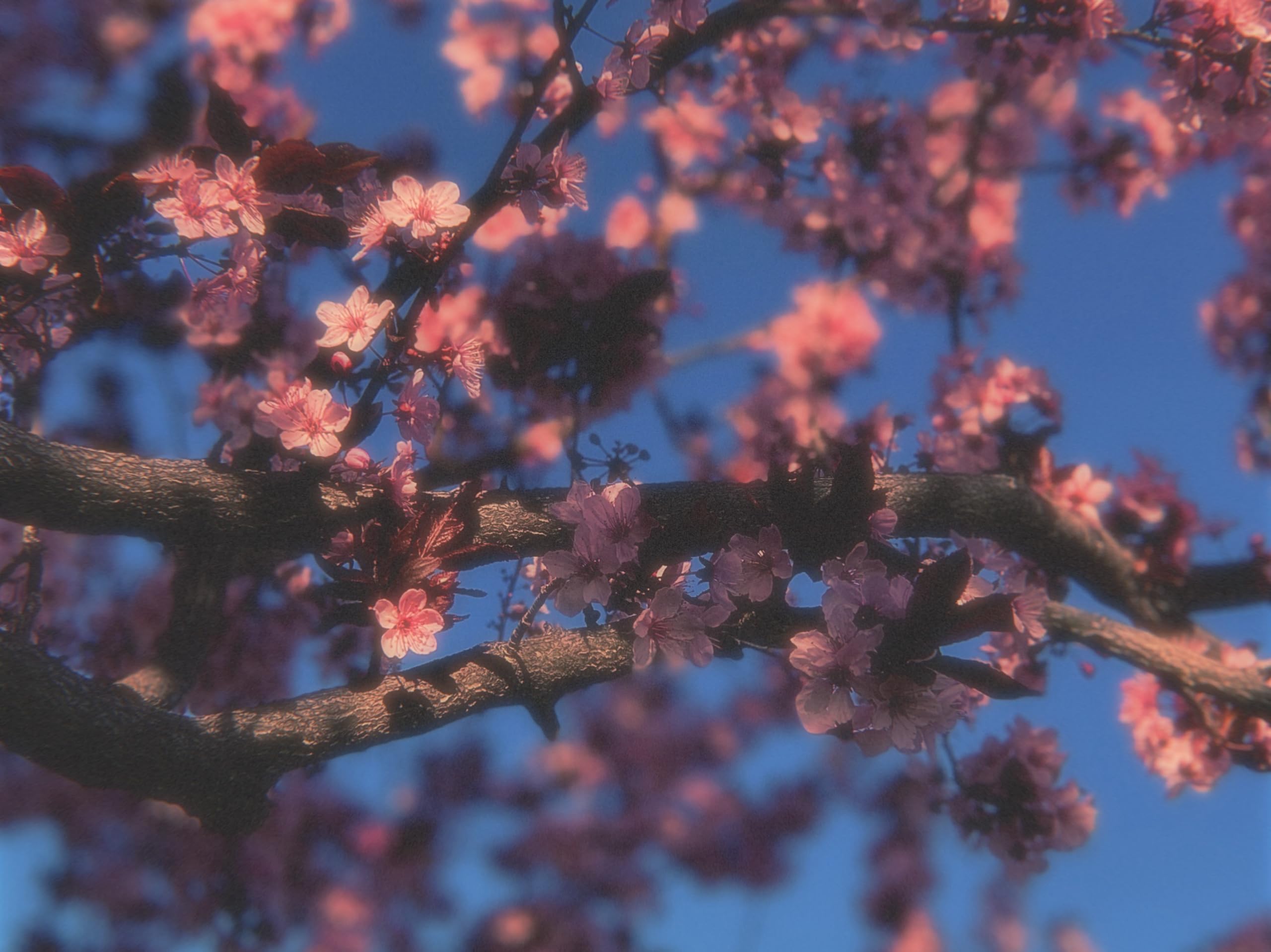 Slow Dancing Society