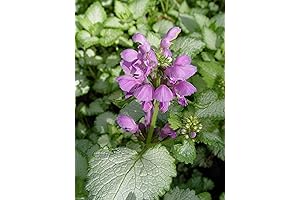Lamium 'Orchid Frost': A Purple Symphony in Your Garden