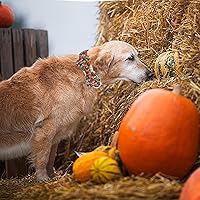 Vista 6 de Elegant little tail - Collar de otoño para mascotas con corbatín, lindo collar de Halloween con estampado de flores y calabaza para cachorros