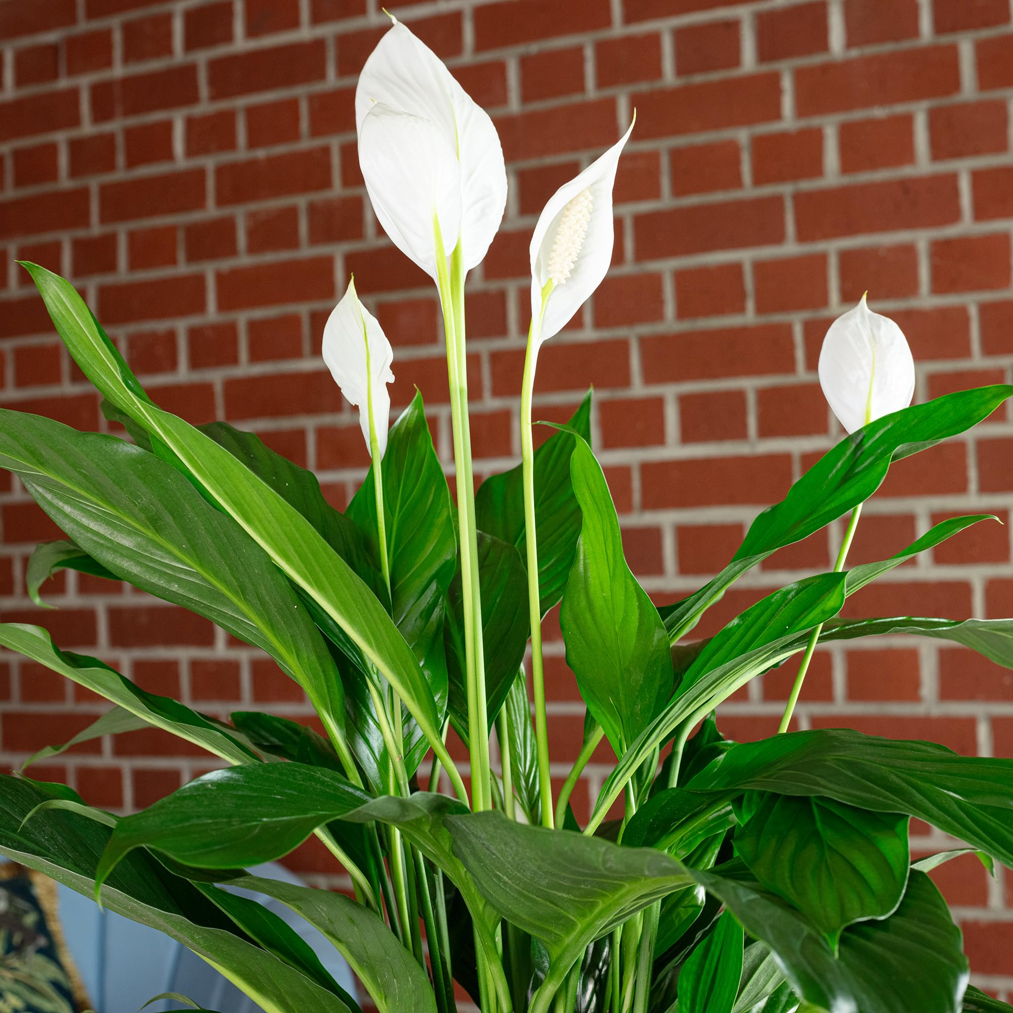 Einblatt - echte Zimmerpflanze, Spathiphyllum Lauretta - Höhe ca. 90 cm, Topf-Ø 19 cm