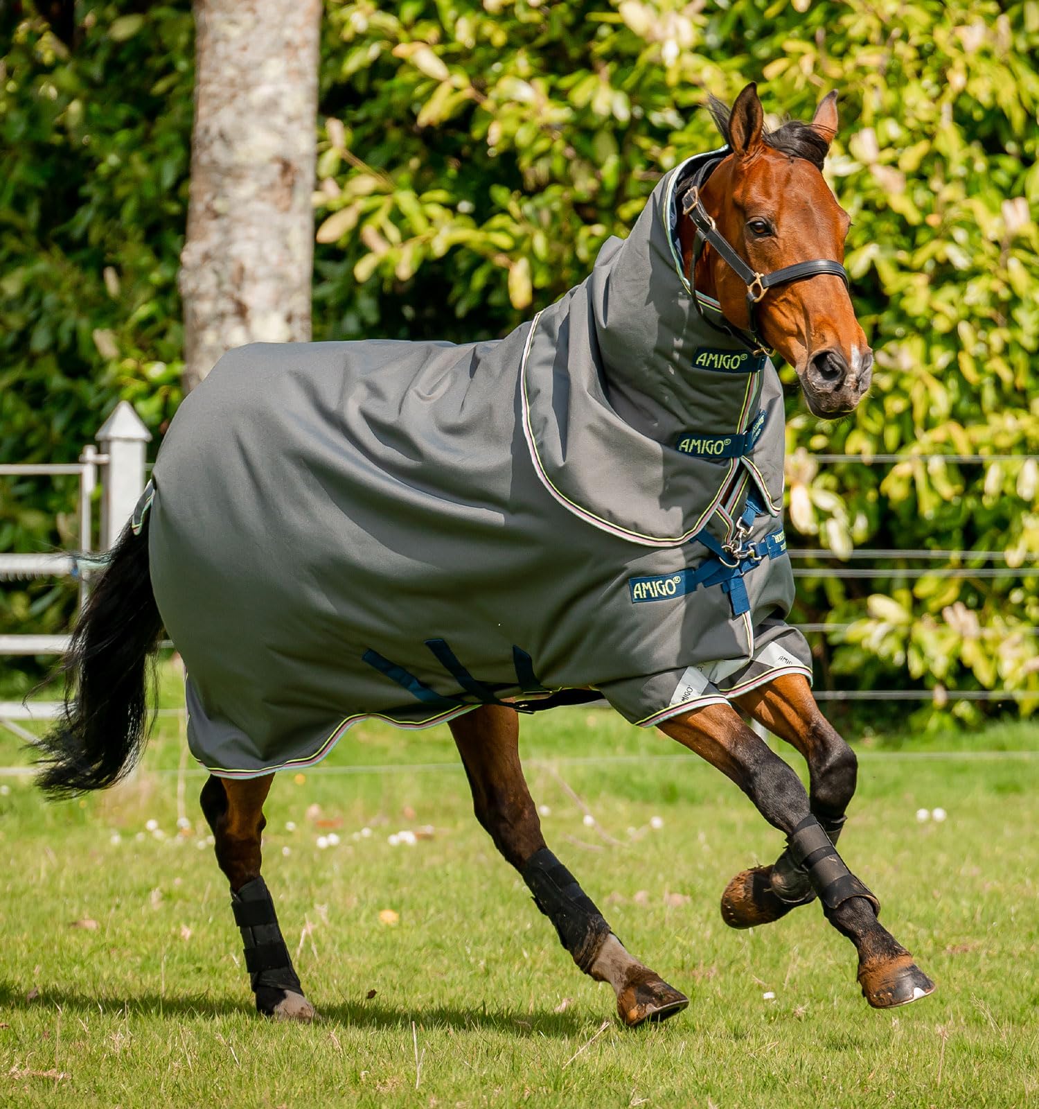 Couverture cheval Amigo Bravo 12 Plus M 250g imperméable chaud