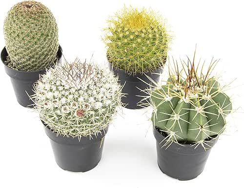 Altman Plants, Assorted Cactus Plants Live Cactus Decor (4PK), Cactus