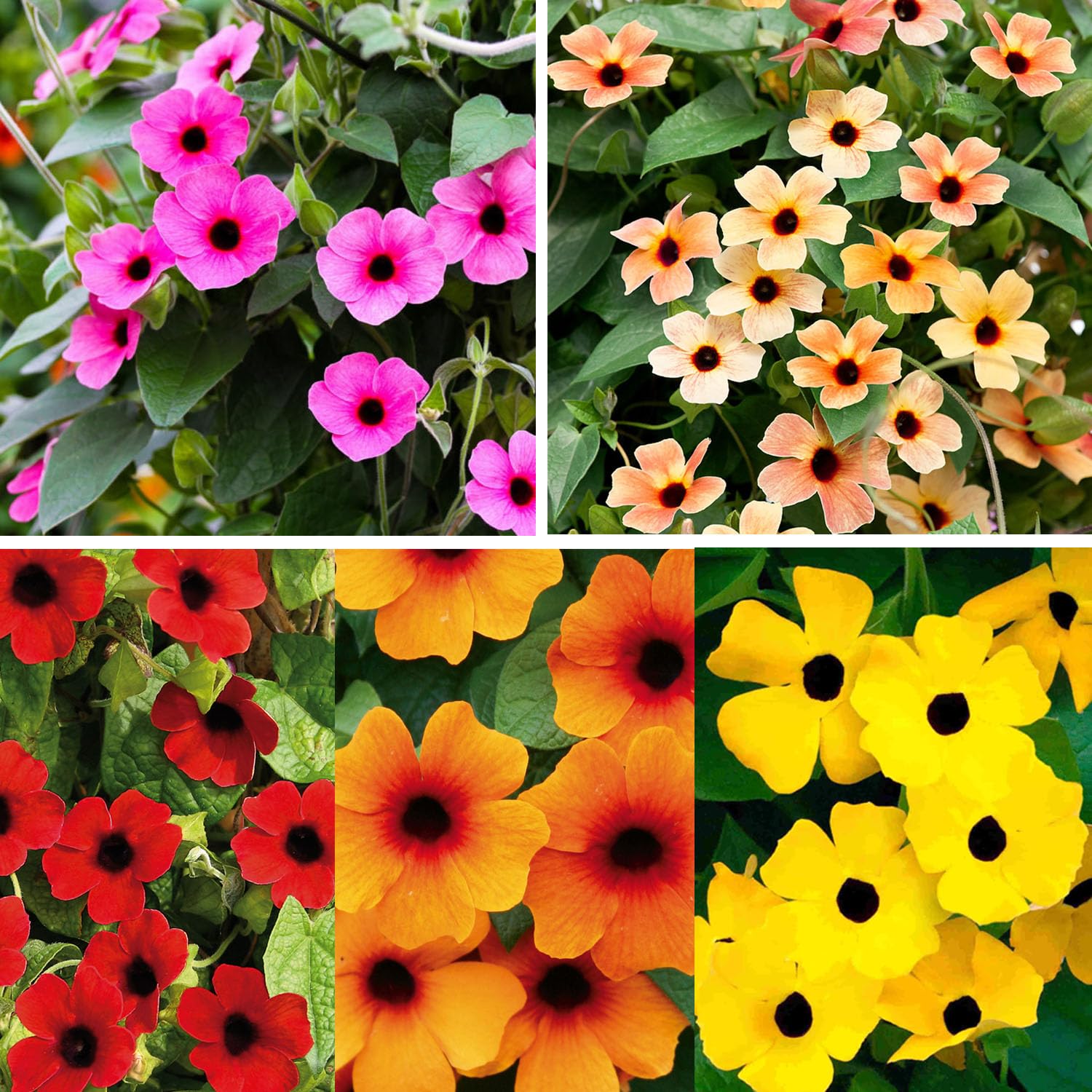 300+ Perennial Thunbergia Flower Seed for Planting-Non-GMO Heirloom Eyed Susan Vine Flower Seed Garden Home