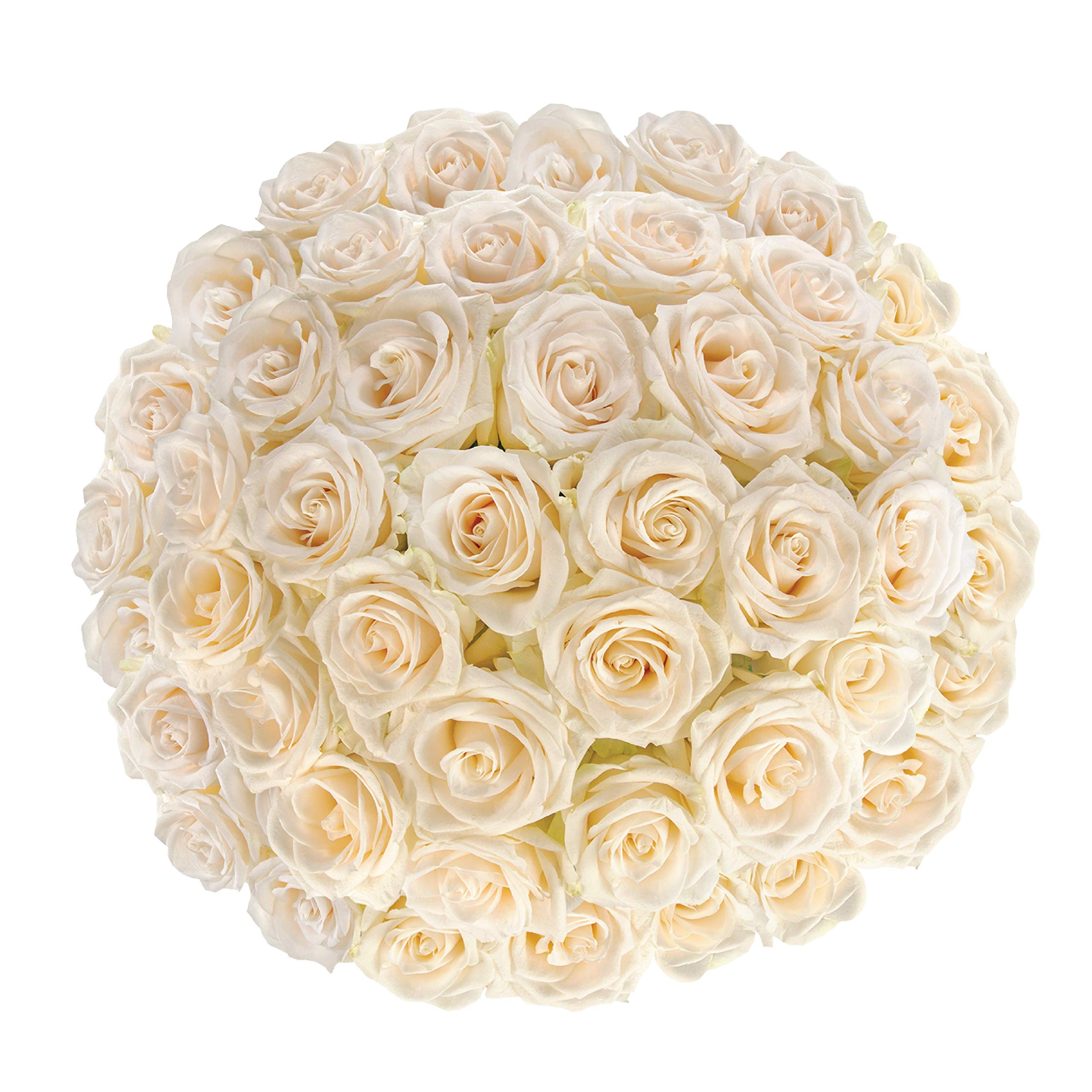 Valentine's Day Gift, Colour Republic Fresh Cut Premium Ecuadorian White Roses, 50 Fresh Flowers