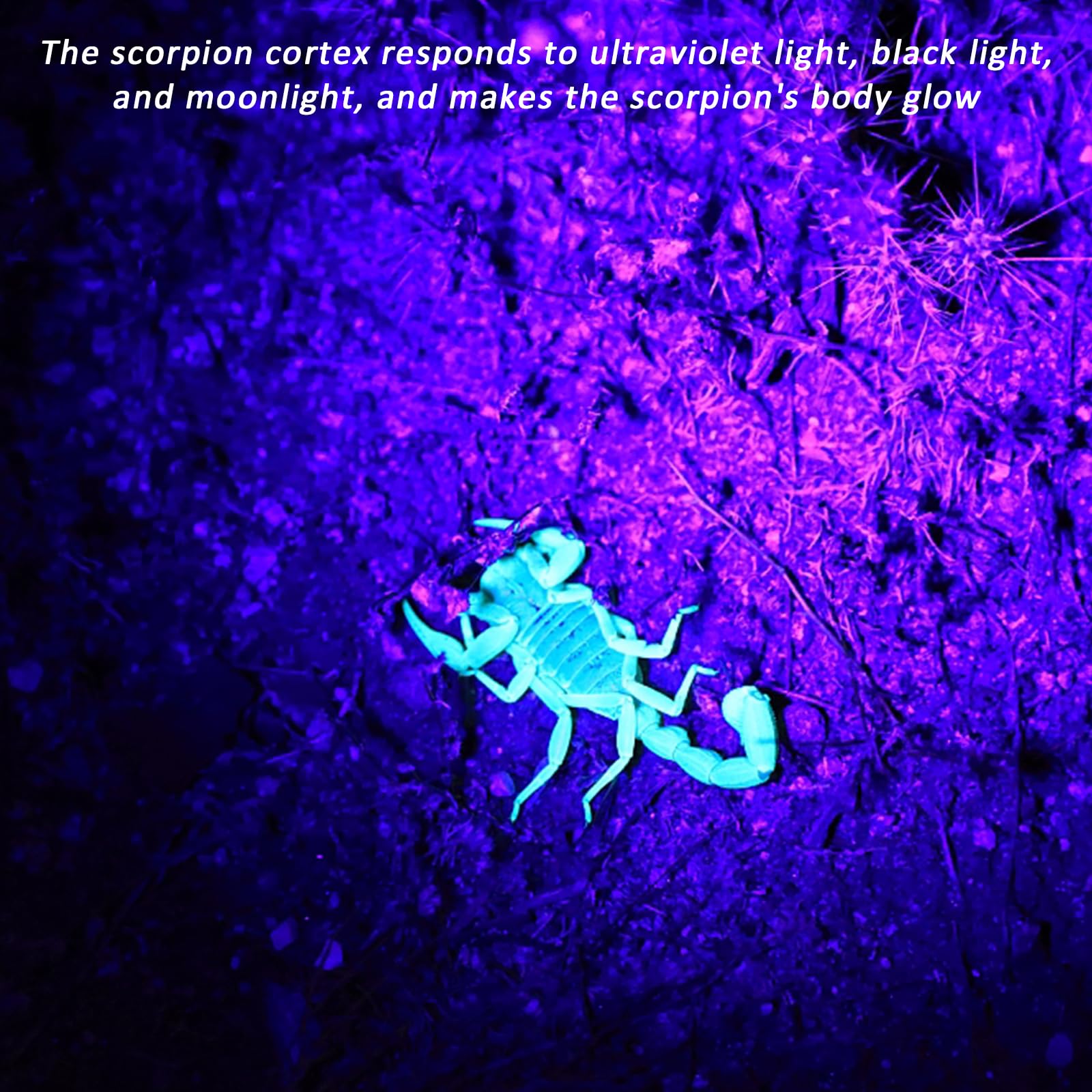 UV Zaklamp - 12 Led | | Specialist sinds 2007