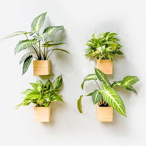 LaLaGreen - Maceta de madera para plantas (4 x 4 pulgadas, paquete de 4) macetas pequeñas cuadradas de pared para plantas de interior, maceta