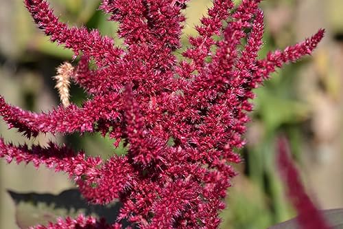 Miniatura 5 de Amaranto Paniculatus Semillas de mango rojo para plantar más de 400 semillas Plantas exóticas Jardín