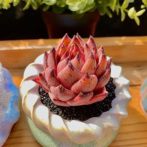 Miniatura 6 de Echeveria Puli-lindsayana - Plantas suculentas vivas raras, mini planta rosa de 1 cabeza de 2 pulgadas sin maceta, colocación en el jardín interior,
