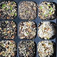 Vista 5 de Lithops - Kit de semillas de 25 semillas con plántulas vivas y germinación (paquete de 25 + 5 plántulas vivas + kit de germinación)