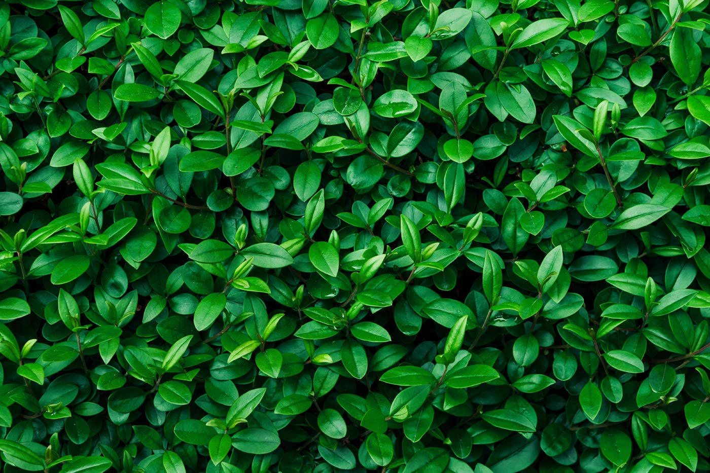 DWELLSINDIA Leaves Self Adhesive Peel and Stick PVC Wallpaper Waterproof, Scratch Resistant, Laminated (41CM X 244CM, Green, Glossy) (B08VNCZ7ZX) Amazon Price History, Amazon Price Tracker
