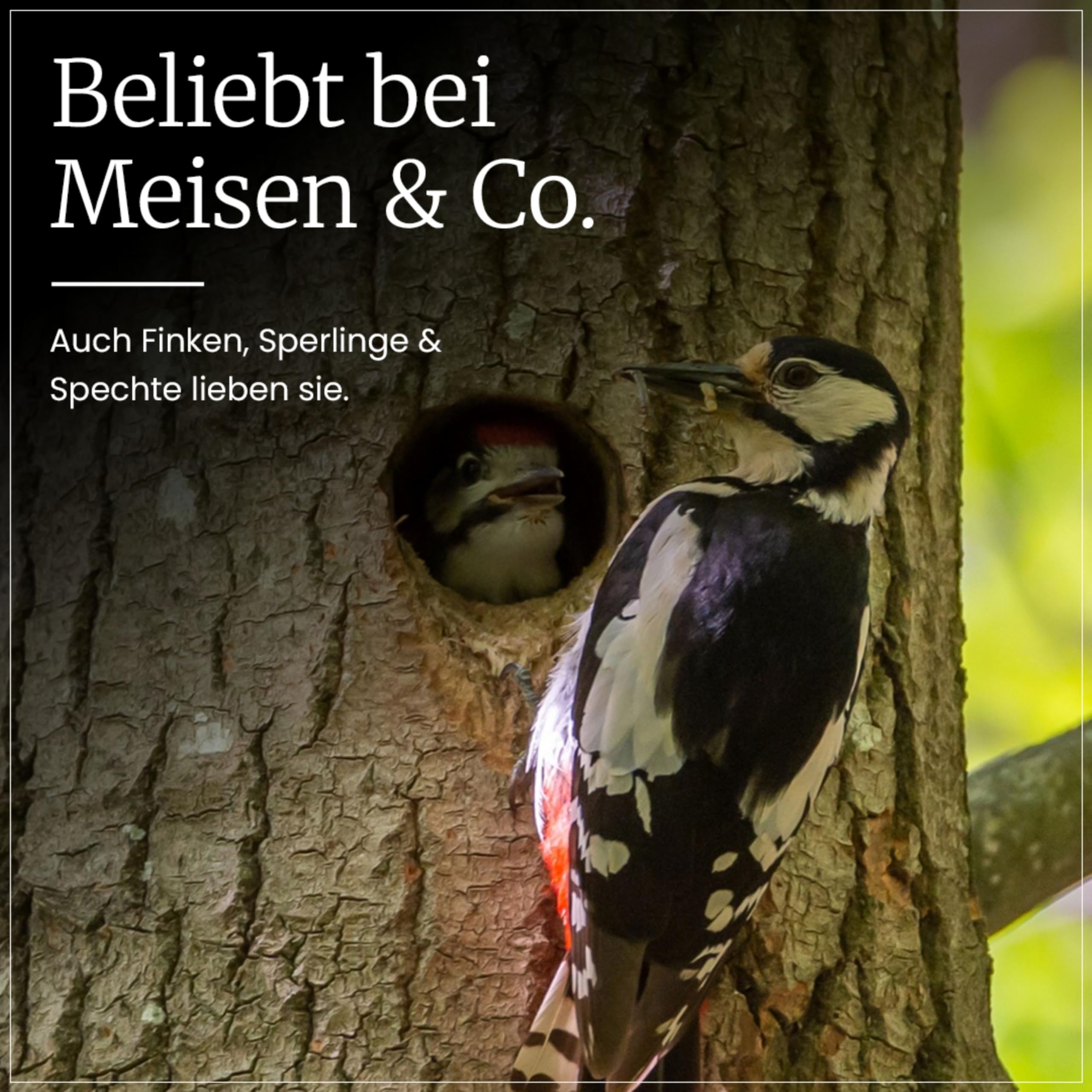 Erdtmanns Meisenknödel mit Netz 100 Stück im Eimer – Wildvogelfutter mit Getreideflocken & Sonnenblumenkernen – für Ganzjahresfütterung – geeignet für Meisen & Co. – wiederverwendbar