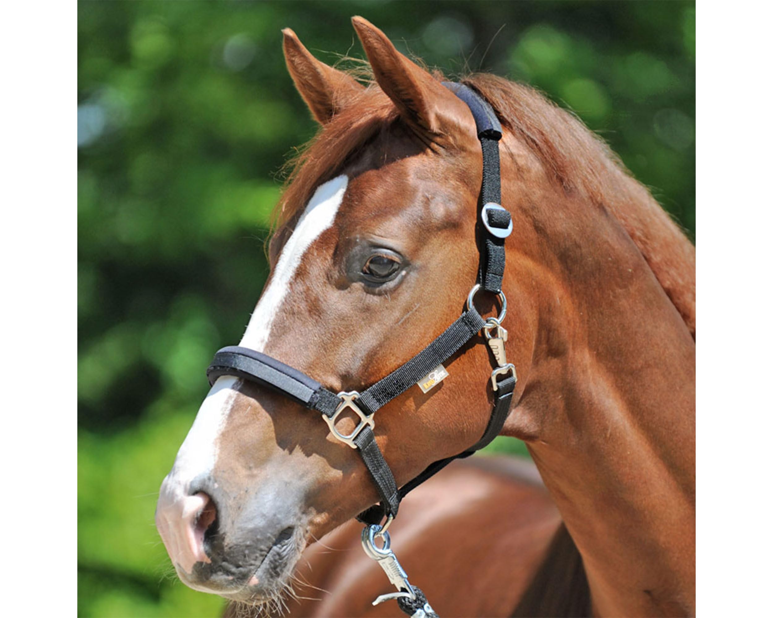 Kavalkade Sicherheitshalfter KavalLastic aus dehnbarem Material (Warmblut, Schwarz)