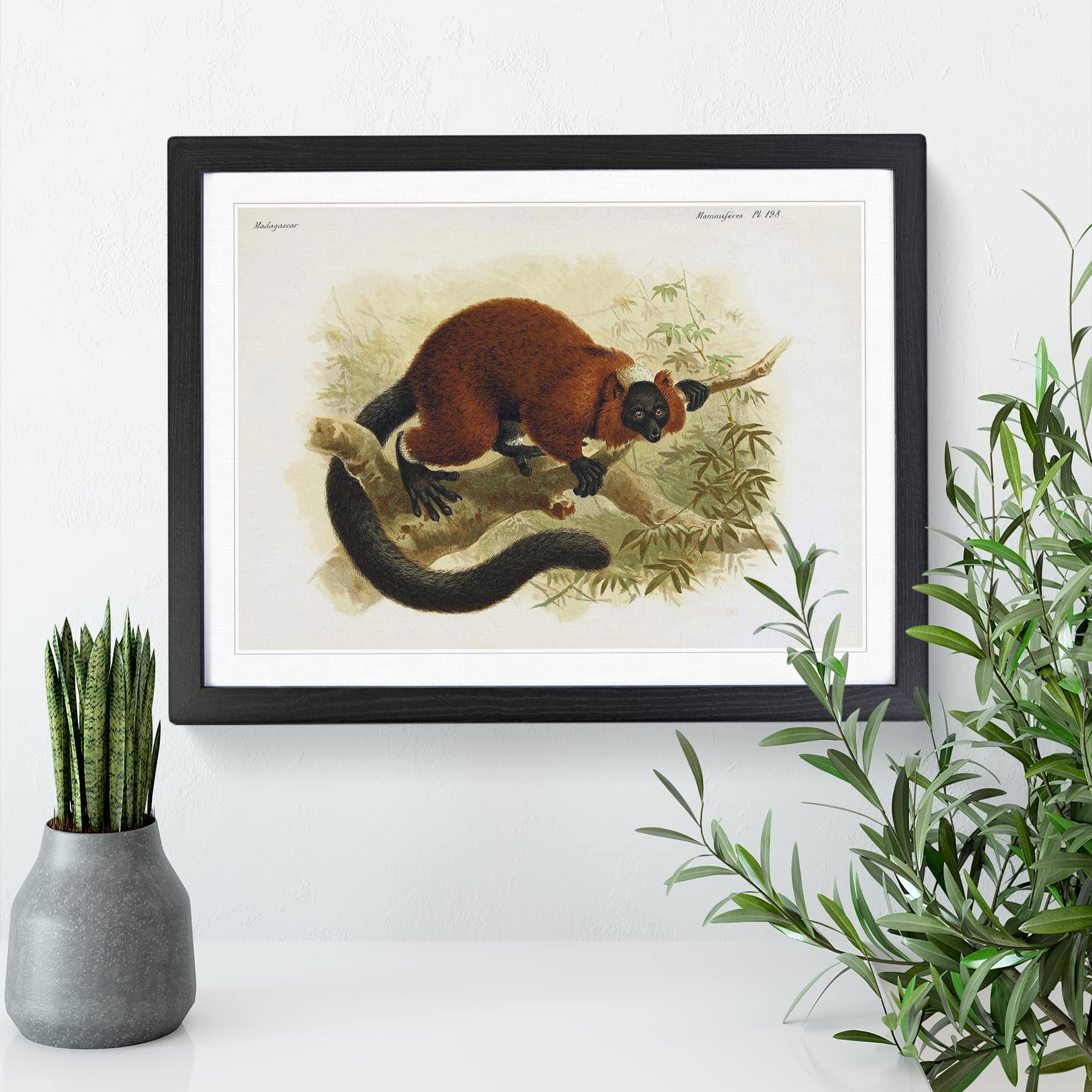 J.G. Keulemans Red ruffed Lemur 1 Vintage Framed Print, Black, A3 (46 x 34 cm) - Image 3