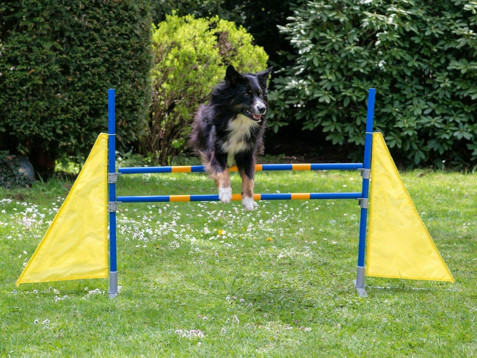 PROCYON Profi Agility Hürde Hunde-Training-Set höhenverstellbar - FCI konform