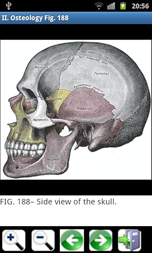Gray's Anatomy