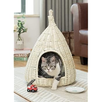 purebred labs for sale near me