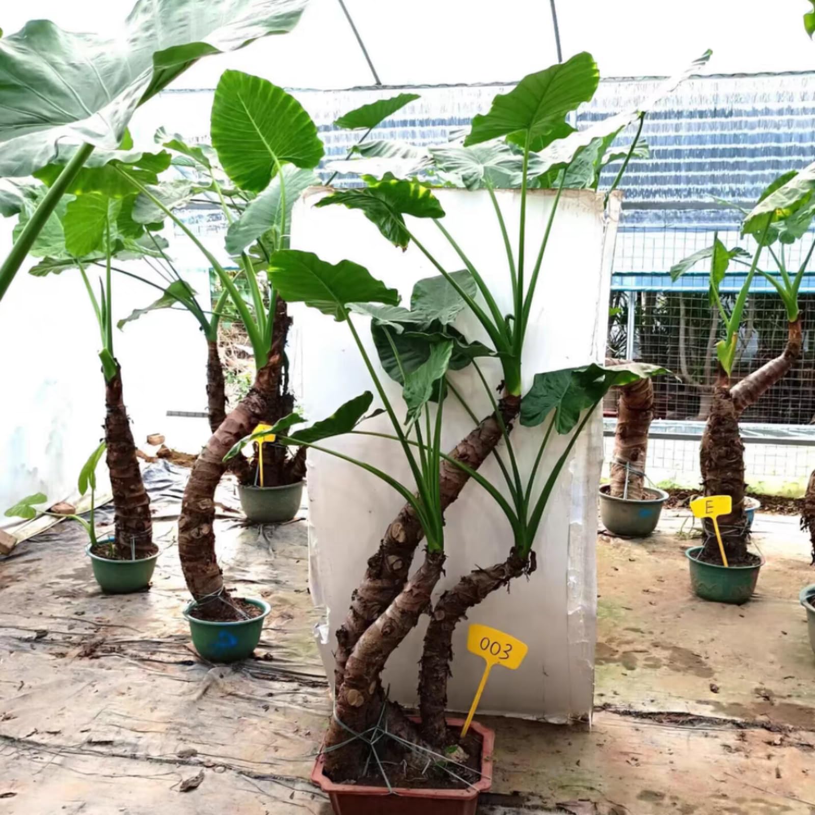 Elephant Ear/Strong Plants That Grow Well/Mix Golden Jade Carving Feels/Crop for Planting Now UK -15bulbs-10