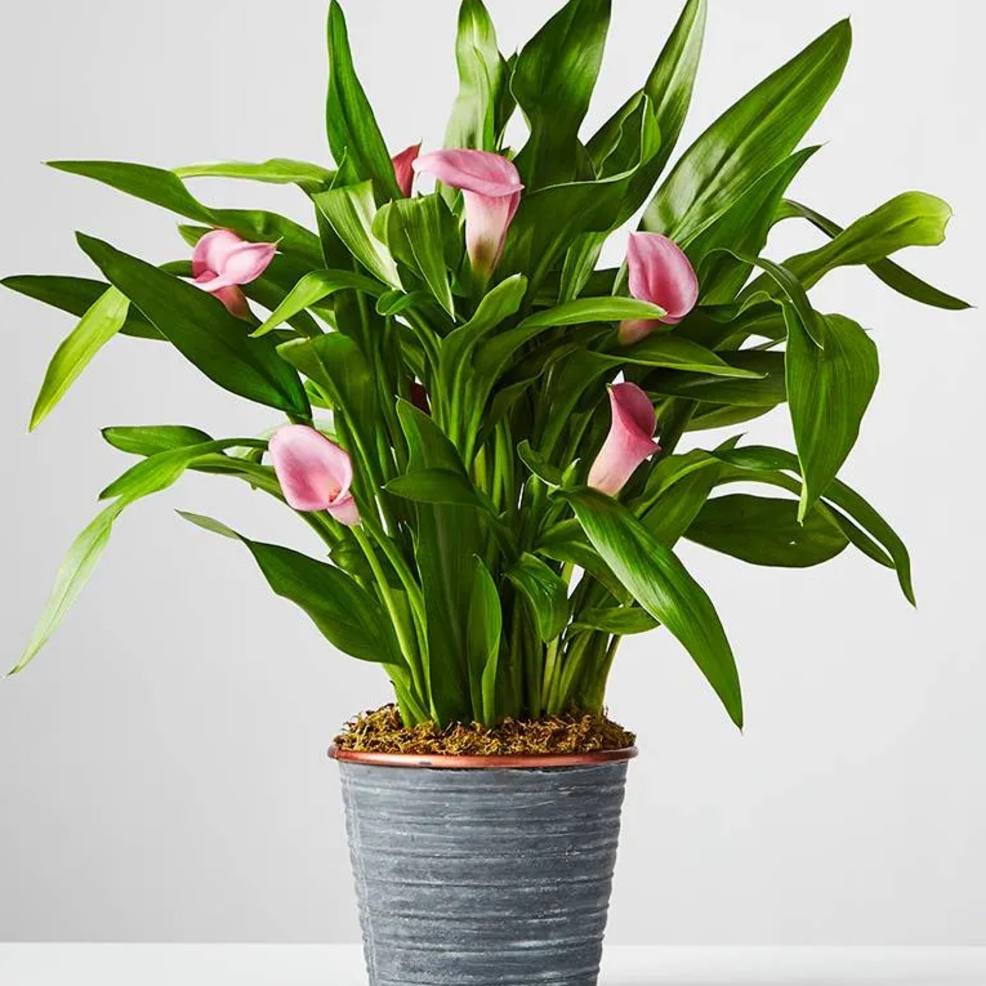 Pink Flower Peace Lily Indoor Plants for Living Room | Live Plants | Air purifier plants | Plants for Home Decor | Plants for Garden & bedroom (B0CWLWVR6Y) Amazon Price History, Amazon Price Tracker