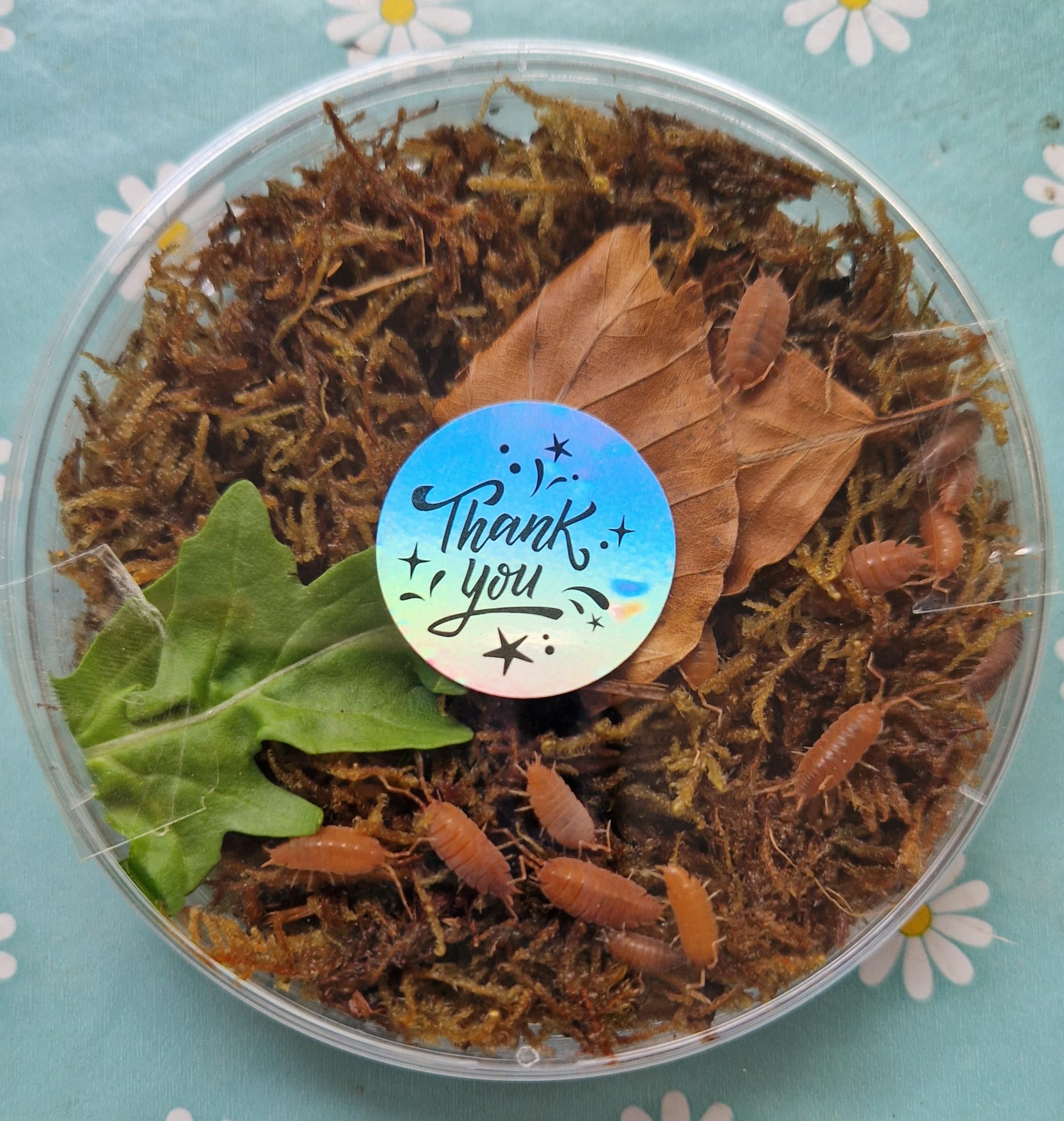 Live Giant Orange Isopods (15 +2 mixed size). LETTERBOX DELIVERY.Starter colony for insect enthusiasts/efficient clean up crew for bio active enclosures. Roly-polies, woodlice, pillbugs. - 3