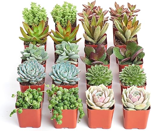 Miniatura 2 de Shop Succulents  Colección surtida  Surtido variado de plantas suculentas reales de interior totalmente arraigadas paquete de 20 unidades B variadas