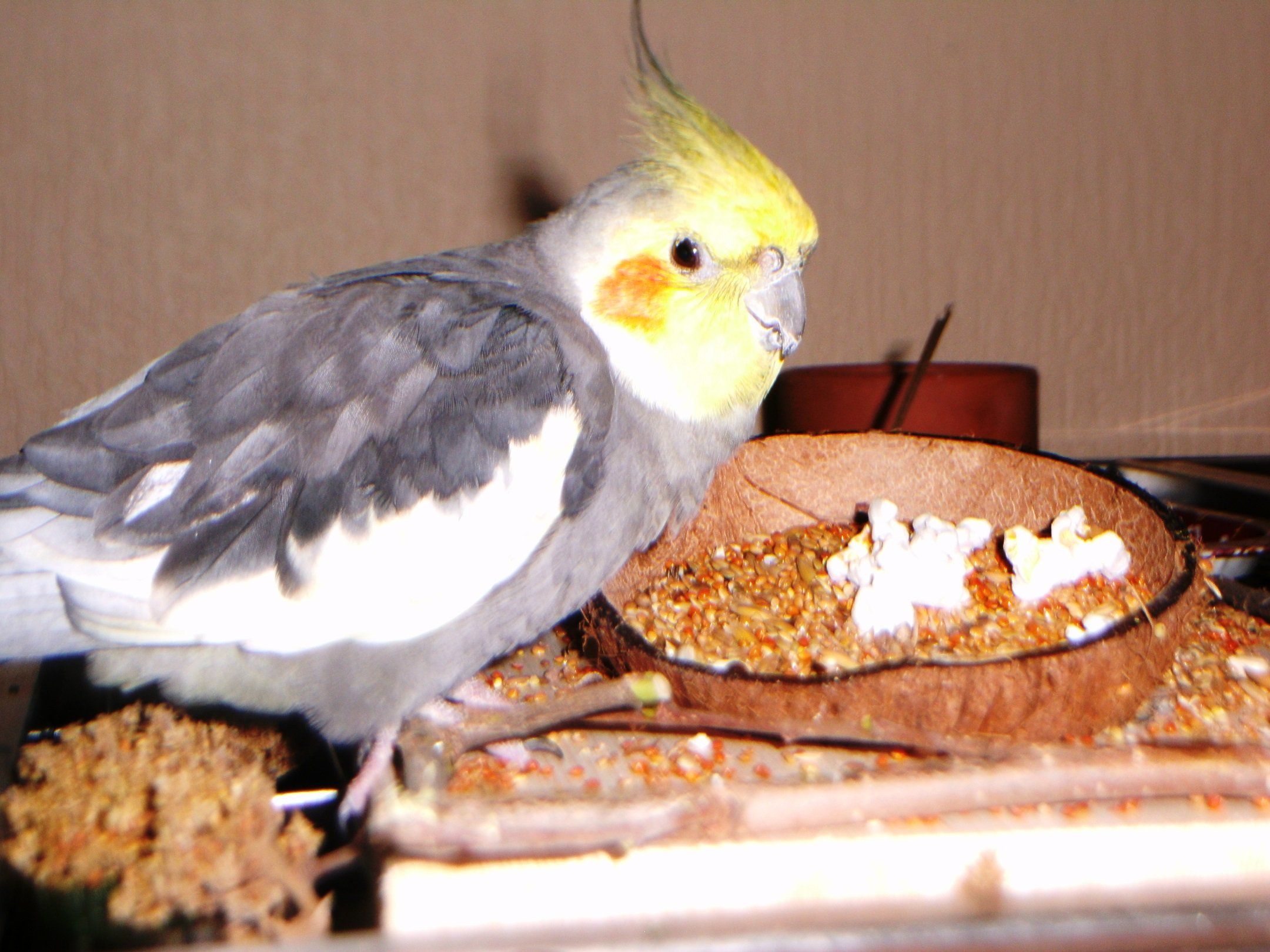 Vogelgaleria Planchette avec Bol en Noix de Coco Amovible Mangeoire pour Oiseaux